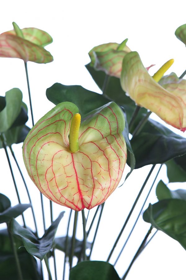 Mata Anturium 55Cm - Imagen 2