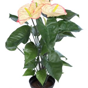 Mata Anturium 55Cm En Maceta