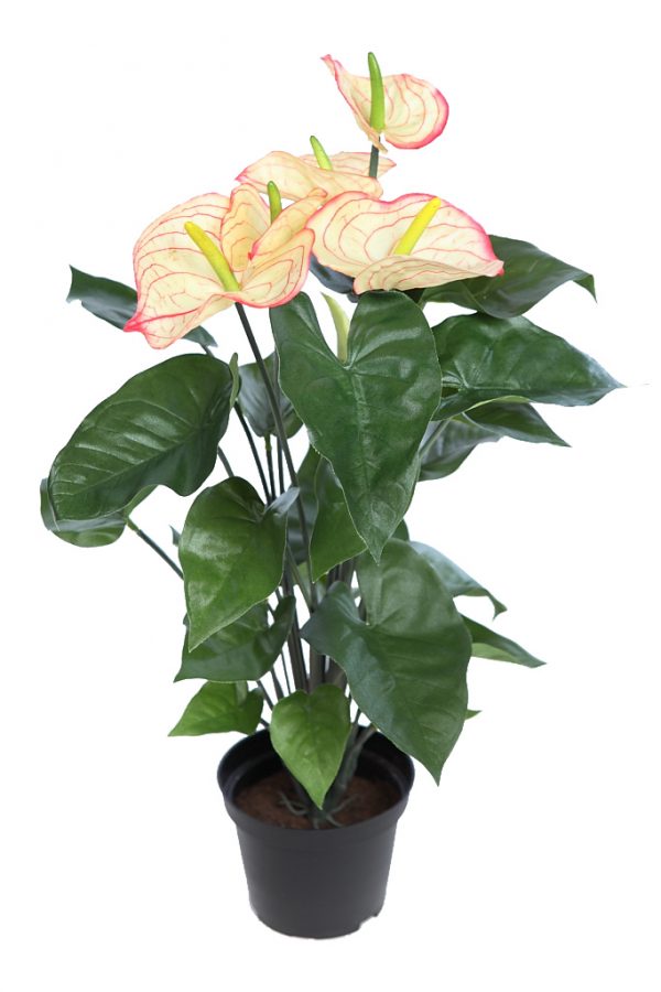 72490M.06.jpeg Mata Anturium 55Cm En Maceta - Imagen 1