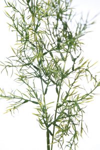 Vara Springeri Artificial 70Cm - Imagen 2