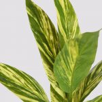 Planta Tradescantia Artificial Alt 30Cm - Imagen 2
