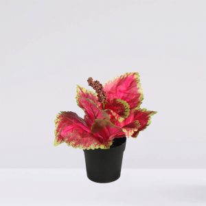 Coleo En Maceta F. 23Cm