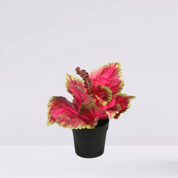 72523M Coleo En Maceta F. 23Cm - Imagen 1