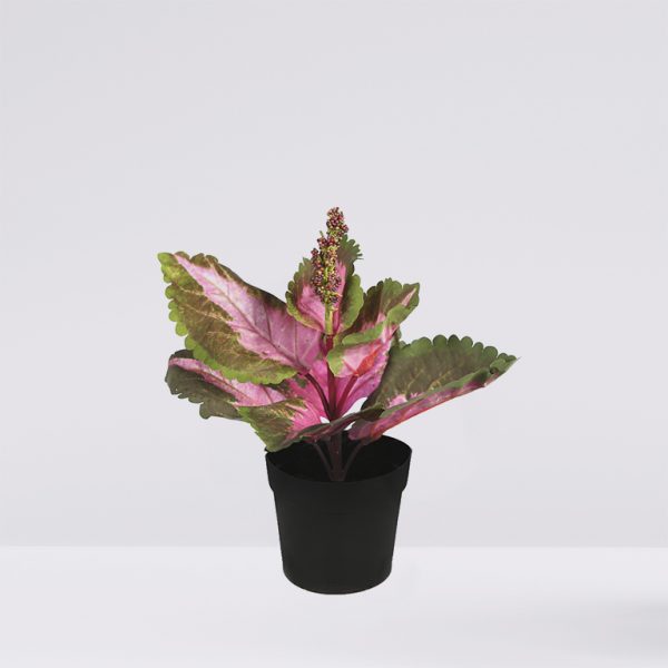 Monstera plant in pot isolated on white background. Minimal trop Coleo En Maceta P. 21Cm - Imagen 1