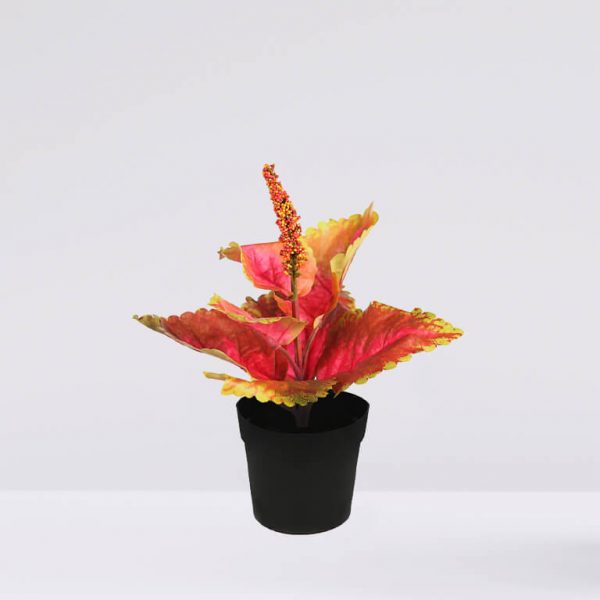 COLEO EN MACETA N. 23CM - Imagen 1