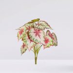 Planta Begonia Tacto Natural V. 50Cm