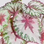 Planta Begonia Tacto Natural V. 50Cm - Imagen 2