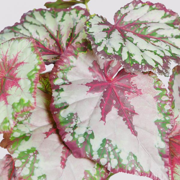 Planta Begonia Tacto Natural V. 50Cm - Imagen 2