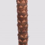 Palmera Artificial Oil X 8, Alt 264Cm - Imagen 2