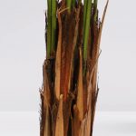 Palmera Areca Artificial X 15 Con Maceta Alt200Cm - Imagen 3