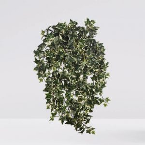 Mata Hiedra Bicolor 70Cm