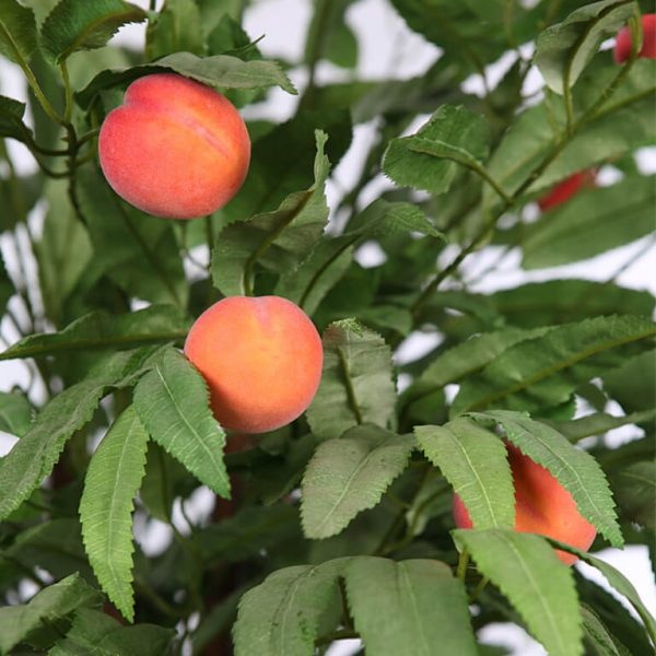 Arbol Melocotonero Fruta Artificial 190Cm - Imagen 2