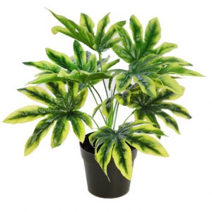 Planta Aralia En Maceta 28Cm