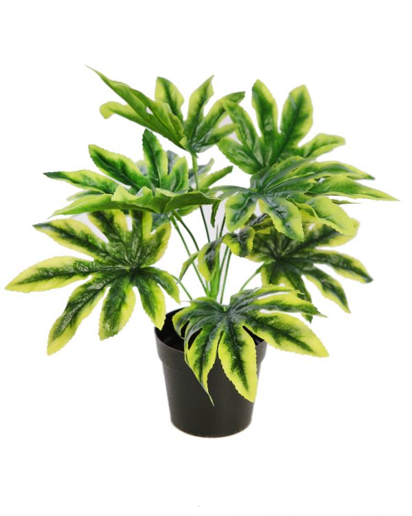 Planta Aralia En Maceta 28Cm - Imagen 1