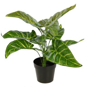 Planta Alocasia En Maceta 30Cm