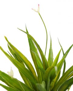 CACTUS AGAVE EN MACETA 40CM - Imagen 2