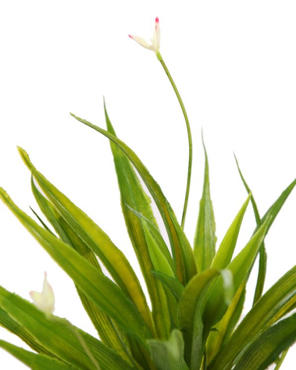 CACTUS AGAVE EN MACETA 40CM - Imagen 2