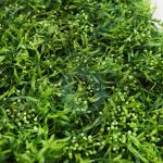 Placa Vegetal Hojas Y Brotes 60Cmx40Cm - Imagen 3
