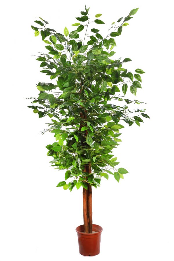FICUS ARTIFICIAL ARBOL 145CM - Imagen 1
