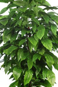 ARBOL ARTIFICIAL MANGO HOJA ANCHA 185CM - Imagen 2