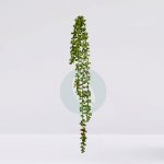 Mata Colgante Crasa 58Cm