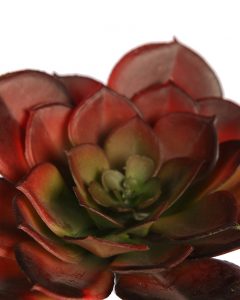 Crasa Echeveria Tesensis Artificial 10Cm - Imagen 2