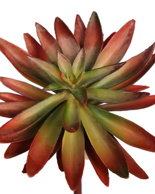 Planta Crasa Echeveria Hookeri Artificial 17Cm - Imagen 2