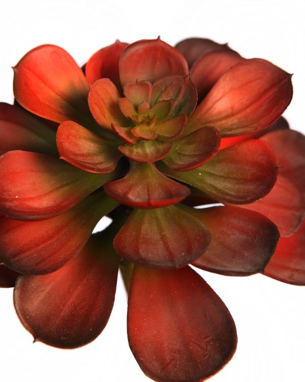 Planta Suculenta Echeveria Artificial 16Cm - Imagen 2