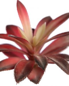 Crasa Echeveria Hookeri 12Cm - Imagen 2