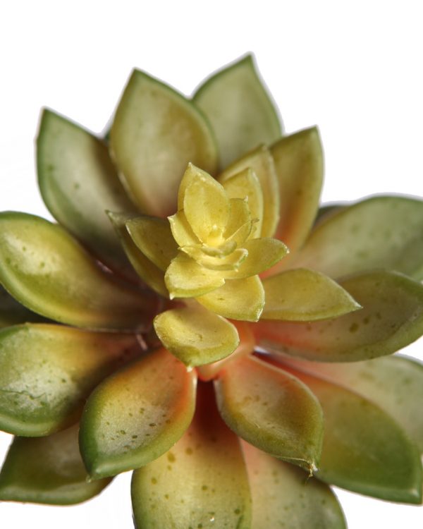 Y0633.03_2.jpg Planta Crasa Echeveria Artificial 13Cm - Imagen 2