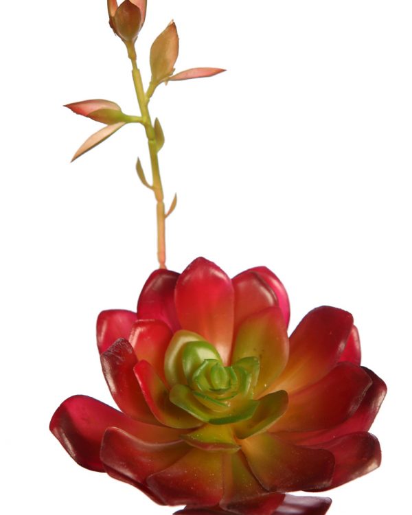 Echeveria Colorata Brote Artificial 14Cm - Imagen 2