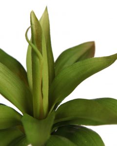 Planta Suculenta Sirius Artificial 20Cm - Imagen 2