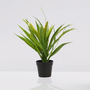 Cactus agave maceta