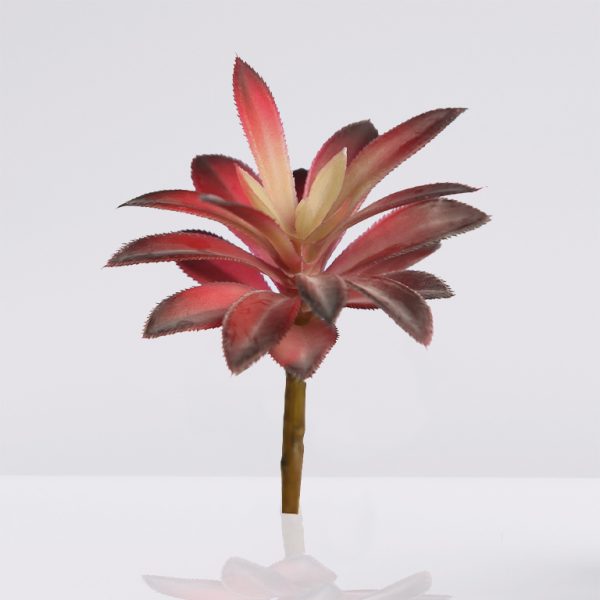 crasa-echeveria-hookeri-12cm crasa echeveria hookeri 12cm