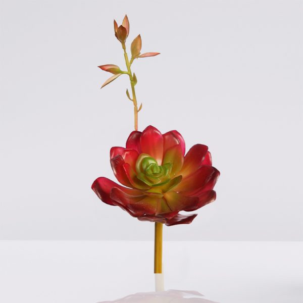 echeveria colorata brote artifcicial 14 echeveria-colorata-brote-artifcicial-14