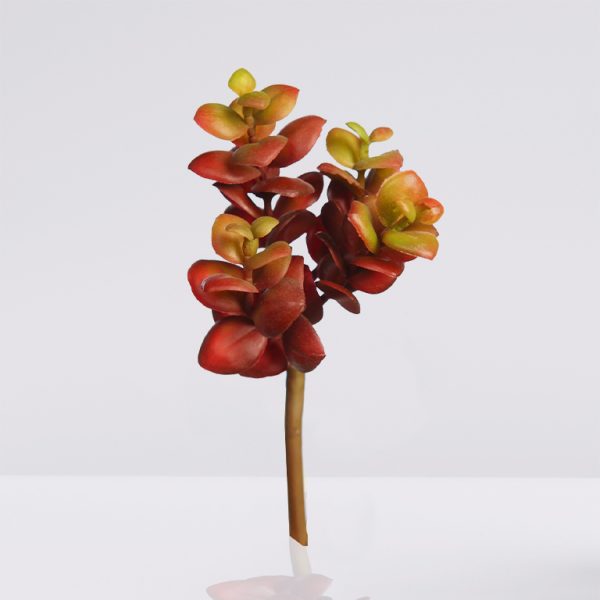 planta-sedum-suculenta-17 Planta sedum suculenta 17cm