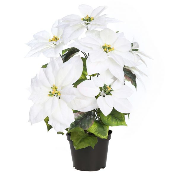 POINSETTIA PASCUERO X7 CON MACETA 45CM - Imagen 1