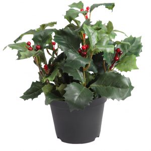 Planta Muerdago verde maceta