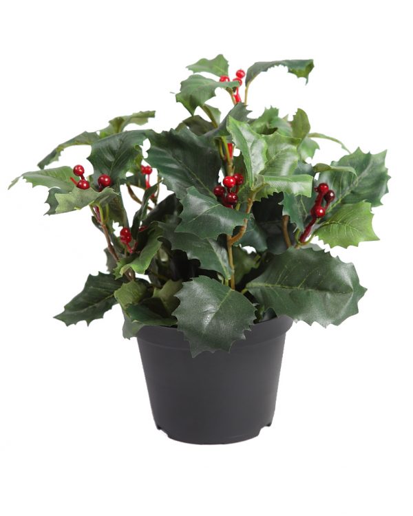 Planta Muerdago verde maceta