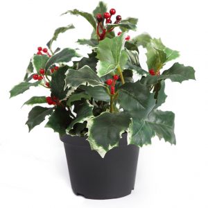 Planta Acebo Muerdago 22Cm