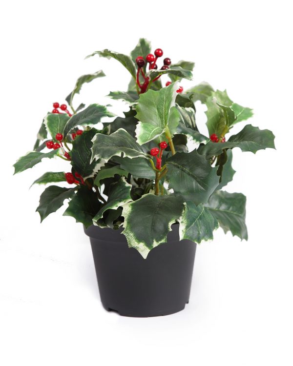 72174M-2.jpeg Planta Acebo Muerdago 22Cm - Imagen 1