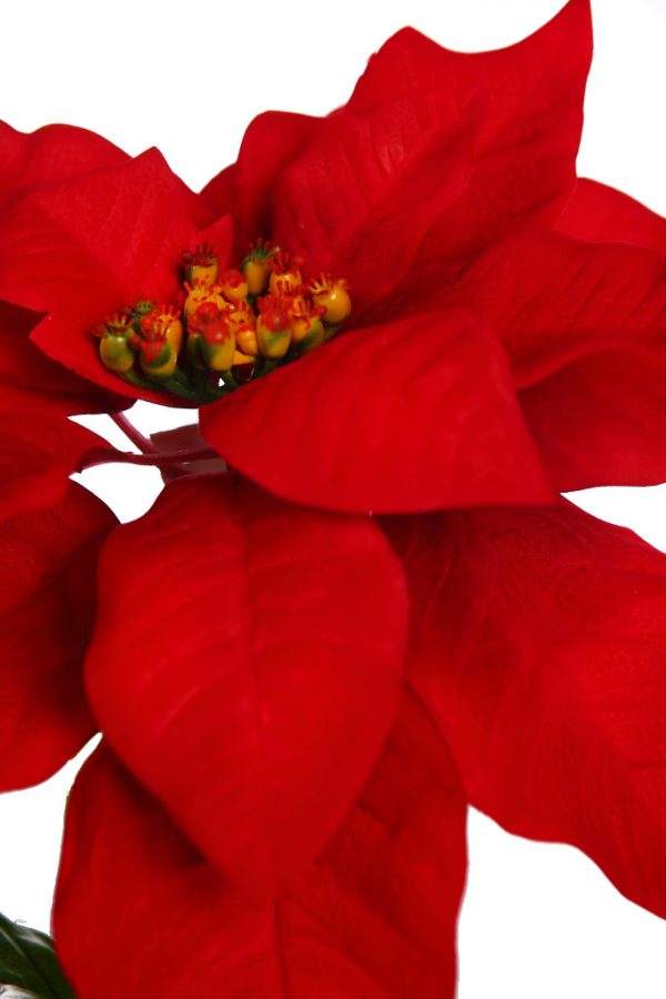 Vara Poinsettia 70Cm - Imagen 2