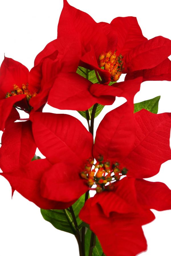 Rama Flor De Pascua 72Cm - Imagen 2