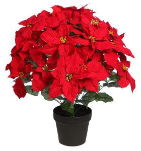 Maceta 24 Flores De Pascua 60Cm