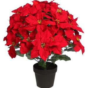 Maceta 24 Flores De Pascua 60Cm