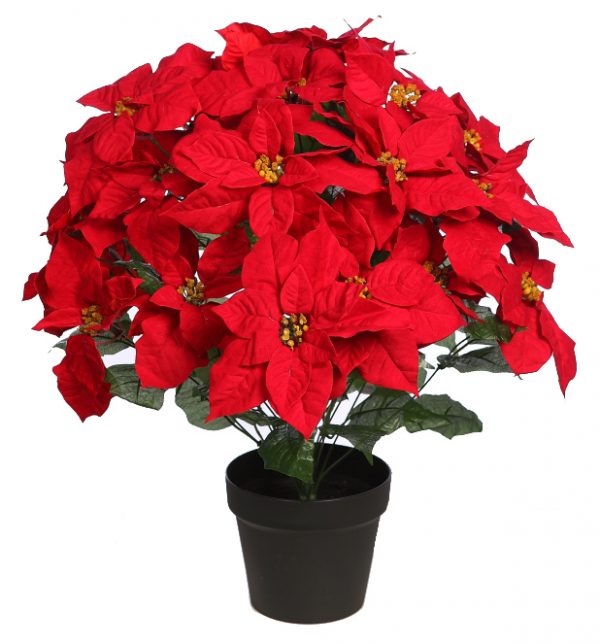 AD0639M.03-2.jpeg Maceta 24 Flores De Pascua 60Cm - Imagen 1