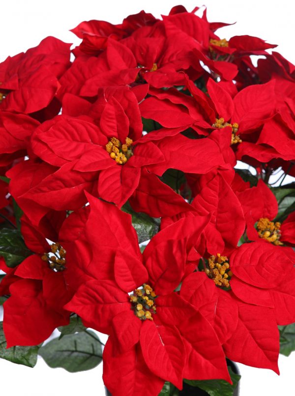 Maceta 24 Flores De Pascua 60Cm - Imagen 2