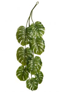 Liana de hojas de monstera