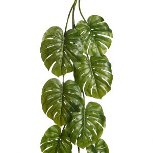 Liana de hojas de monstera