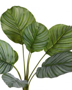 Planta Calathea Artificial 46Cm - Imagen 2